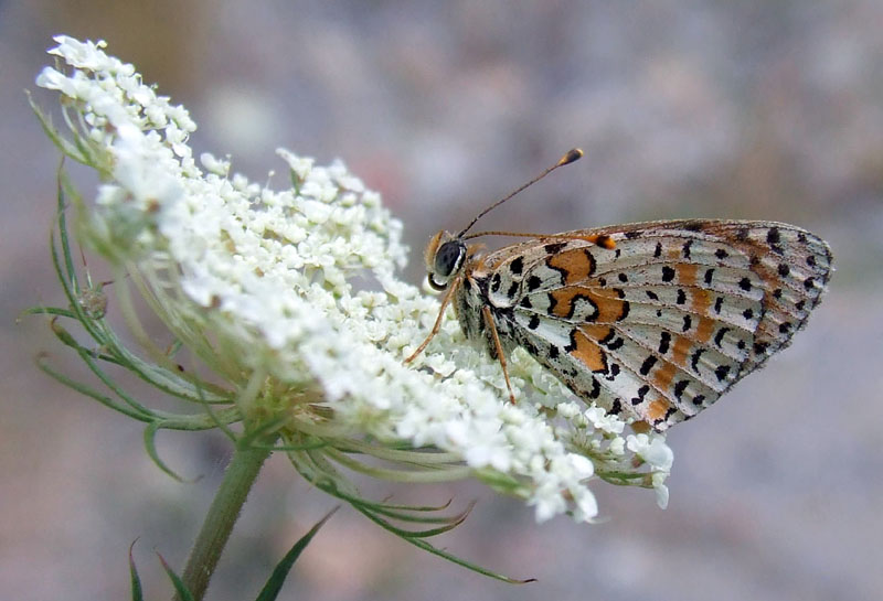 Melitaea didyma ?